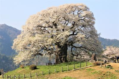 名残を惜しんで散り始めの醍醐桜を撮影中、野生のニホンザルと初逢瀬