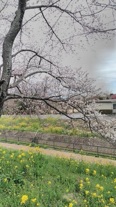 ちょっと早めの、さくら堤公園