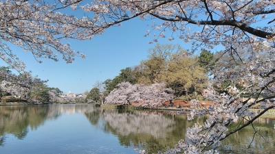 満開の桜の下、大宮公園でモーニング