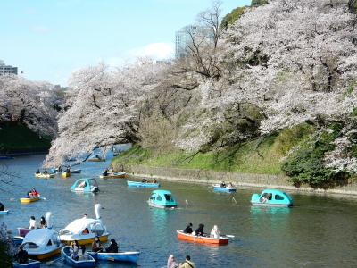 「　桜田門　～　千鳥ヶ淵　周辺　さくら　巡り　」　2022