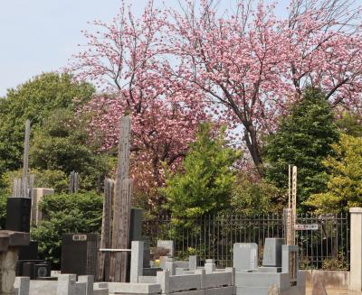 谷根千散策・・春爛漫の谷中霊園～上野桜木～玉林寺をめぐります。