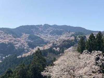 吉野山千本桜