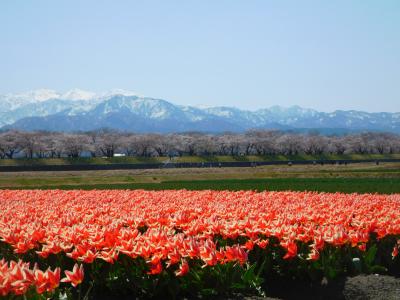 あさひ舟川から親不知・能生まで～（越中・上越の春を巡る旅2022【３】）