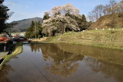 東城の1本桜巡り2022年小奴可亀山城跡の要害桜と森湯谷のエドヒガンに7年ぶり2度目の逢瀬