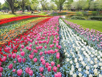 東京 お花畑 に関する旅行記 ブログ フォートラベル 東京 お花畑 に関する旅行記 ブログ フォートラベル