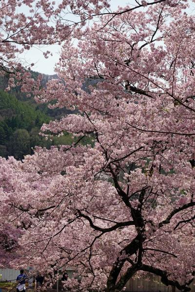 トラピックス　高遠・松本城公園・上田城千本桜 春の信州桜の名所と名湯湯田中温泉3日間（6）北アルプスの絶景を眺め、高遠の満開の桜を楽しむ。
