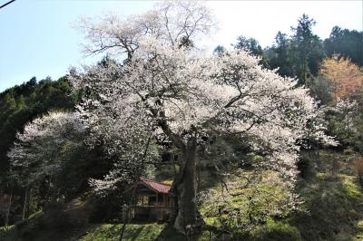 かたくり茶屋と岩井畝の大桜