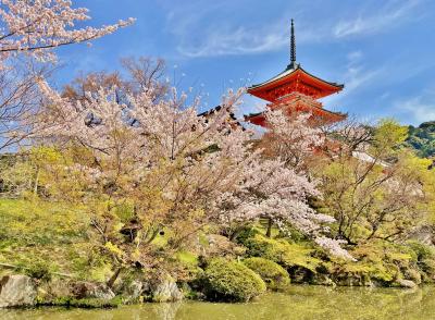 桜満開の京都へ華やかな春を満喫♪2日目