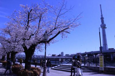 ２年ぶりのお花見