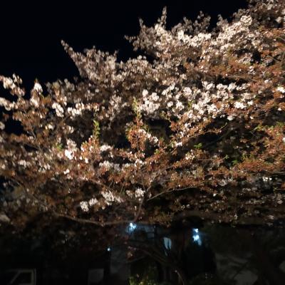 大岡川弘明寺周辺の桜と柏尾川の桜と夜桜