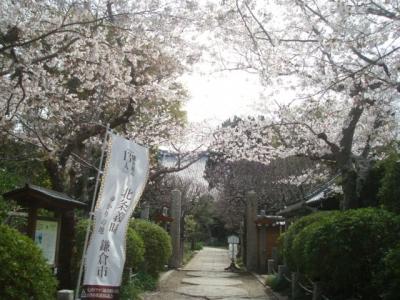 鎌倉で桜の穴場を探して、宝戒寺から妙隆寺へ歩きました。