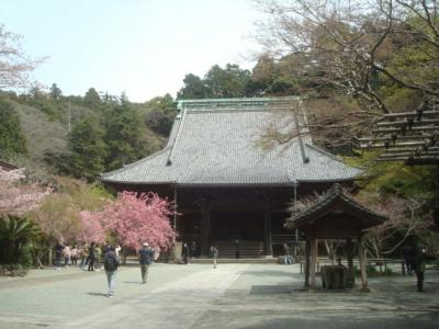 鎌倉駅近くのお寺を徒歩でまわり、春の花を堪能しました。(本覚寺・妙本寺・大巧寺など)