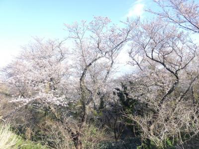 西目・浜館公園の桜を見に行く