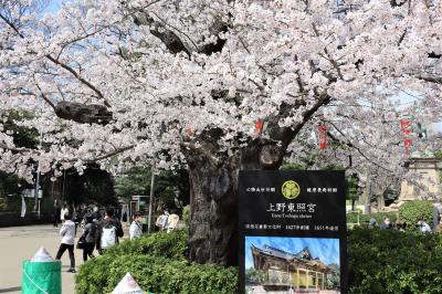やはり上野公園の桜は人出が違う