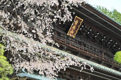 しだれ桜咲く　身延山久遠寺　と　大法師公園