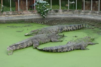 クロコダイル ファーム　タイ家族旅行３日目