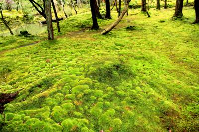 苔寺（西芳寺）、鈴虫寺（華厳寺）、地蔵院（竹の寺）