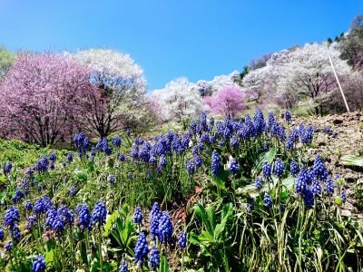 日本一美しい村 小川村の桜とおやき巡り