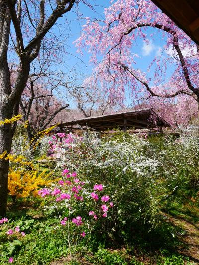桜に会いに春の京都へ＊2日目　ー2022.4ー