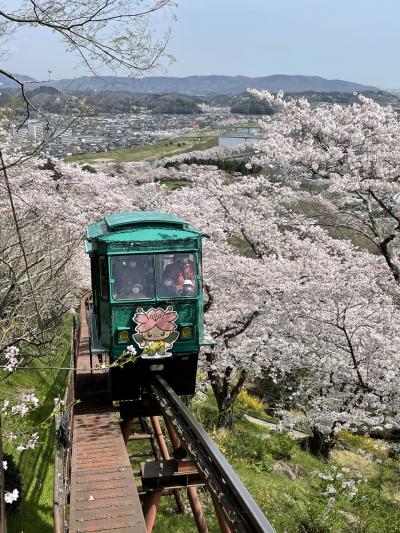 宮城の桜の名所へ　タイミング良く満開の桜並木を満喫♪♪