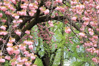八重桜と新緑が美しい、新宿御苑・・・