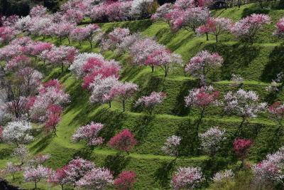 春の山里を彩る仁淀川町2021～しだれ桜、花桃、沈下橋の風景～（高知）