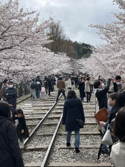 最高の桜、蹴上インクラインとブノワ京都