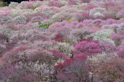 いなべ市梅林公園