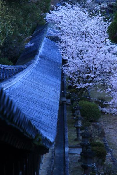 岡山　桜めぐり～津山城跡、吉備津神社、百間川せせらぎ公園、半田山植物園