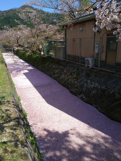 2022年4月京都旅行①