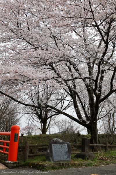 一足早く桜を満喫しに栃木へ