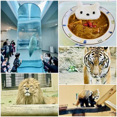 ぶらり静岡　久しぶりの日本平動物園　ジャガーの赤ちゃんが誕生！