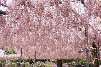 あしかがフラワーパーク　＜うす紅の藤＞が満開です