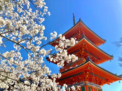 春休み！娘と行く桜に彩られた古都の街①～京都編