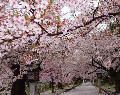 新潟の桜巡り（曇天の中、上越から中越、下越）