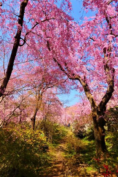 遅咲きの桜を求めて京都　⑤