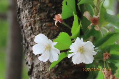 その後の冬桜を見る