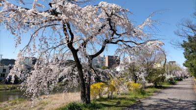 桜の京都散歩とレトロな銭湯 2022