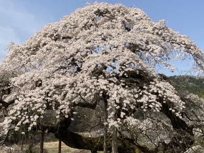 発見　茨城の旅（2日目）・山笑う春