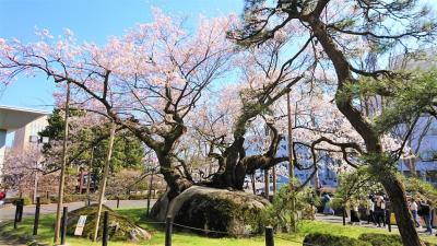 岩手県盛岡市にやっと春が来た。石割桜、材木町よ市、お茶餅、わんこそば、名勝・岩手山！