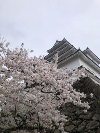 圧巻！ 鶴ヶ城 桜満開(^-^)