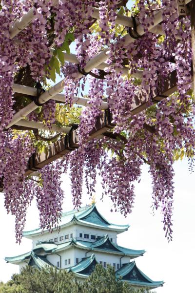 さぁ～大変！　もう名城公園で藤の花が満開ですって！　これは行かなくちゃ♪
