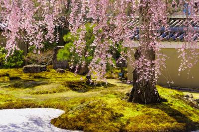 京都初心者が巡る古都の春（１）