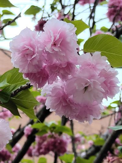 3年ぶり♪大阪造幣局の桜の通り抜け