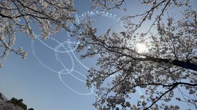 【密を避ける旅】上越高田の桜＆ブルーインパルスとえちごトキメキ鉄道の旅２日目