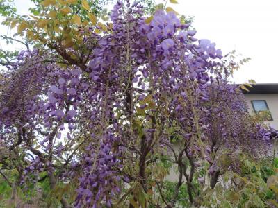 スシロー・ 湯殿川沿いの花・片倉城跡公園・八王子の藤の花 八王子 2022/04/19　