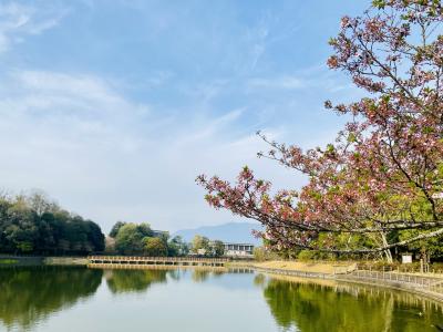 橿原神宮とカンデオホテルズ奈良橿原　桜紀行2022　second-2