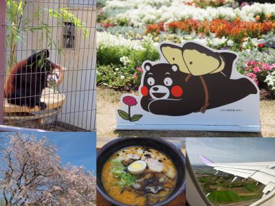 乗り物を楽しむ熊本１人旅No.１０＜熊本市４＞熊本市にレッサーパンダがやってきた！お花がたくさんの熊本市動植物園　熊本空港で熊本ラーメン