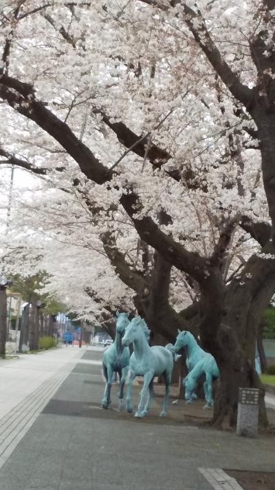 春旅　2022年十和田市官庁街の桜並木