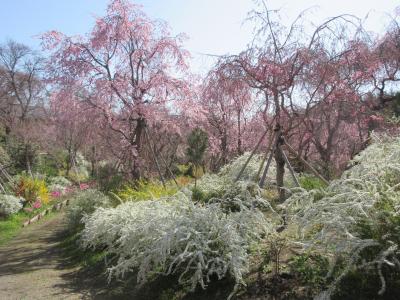 春の京都、桜の名所を巡る旅☆原谷苑と大徳寺周辺